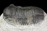 Bargain, Gerastos Trilobite Fossil - Morocco #69100-2